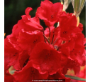 RHODODENDRON x 'Melville' (rouge)