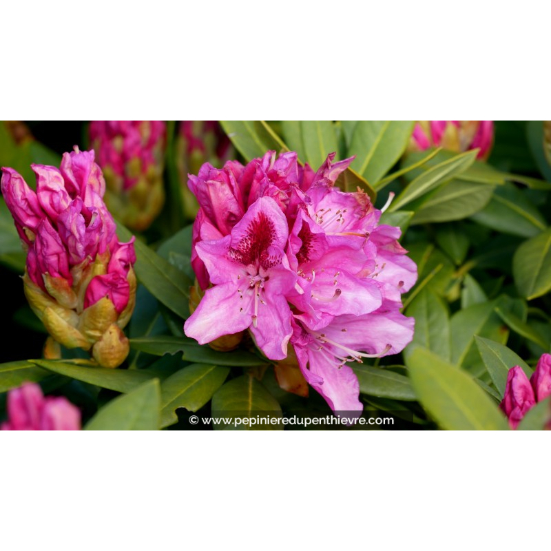 RHODODENDRON x 'Cosmopolitain' (rose)