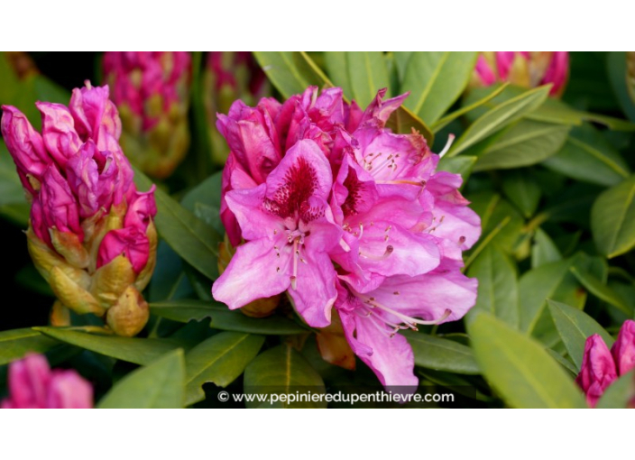 RHODODENDRON x 'Cosmopolitain' (rose)