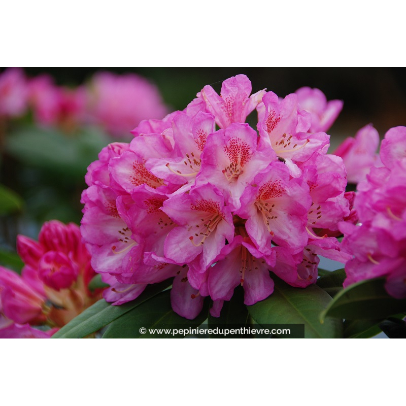 RHODODENDRON x 'Eucharitis' (rose)