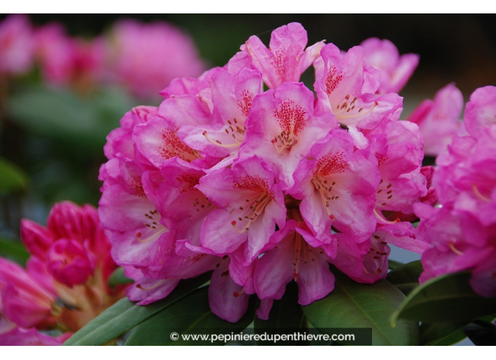 RHODODENDRON x 'Eucharitis' (rose)