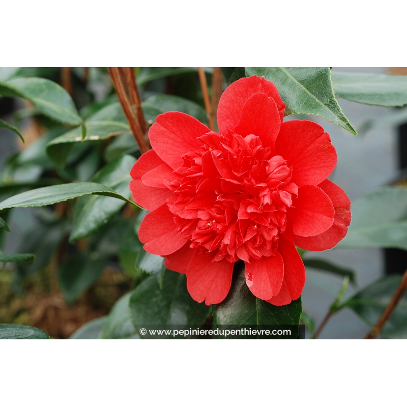 CAMELLIA japonica 'Volcano' (rouge)