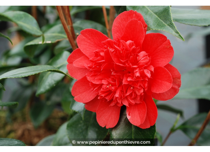 CAMELLIA japonica 'Volcano' (rouge)