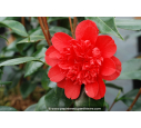CAMELLIA japonica 'Volcano' (rouge)
