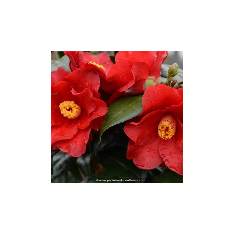 CAMELLIA japonica 'Wildfire' (rouge)