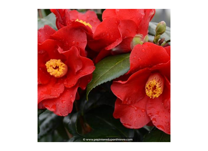 CAMELLIA japonica 'Wildfire' (rouge)