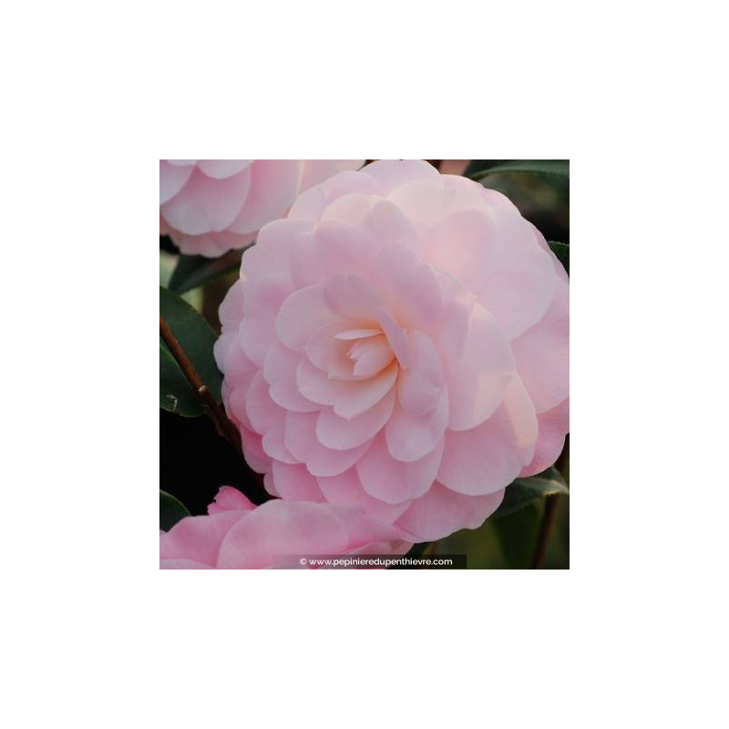 CAMELLIA japonica 'Spring Formal' (rose)