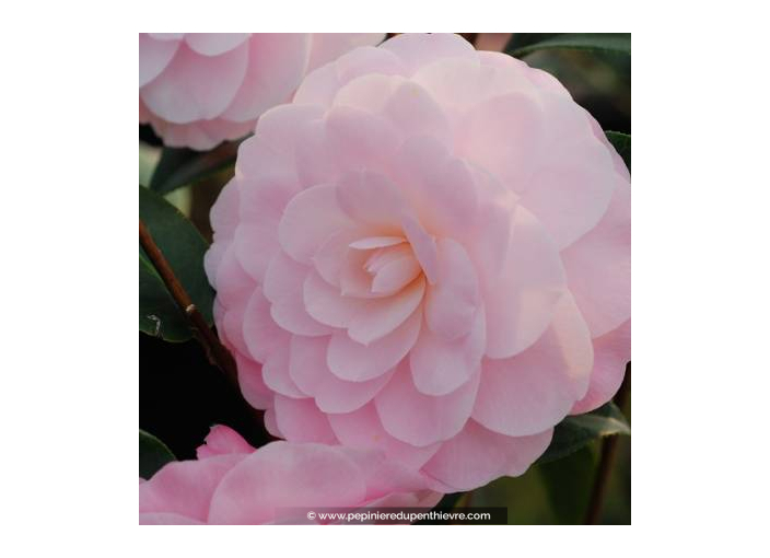 CAMELLIA japonica 'Spring Formal' (rose)