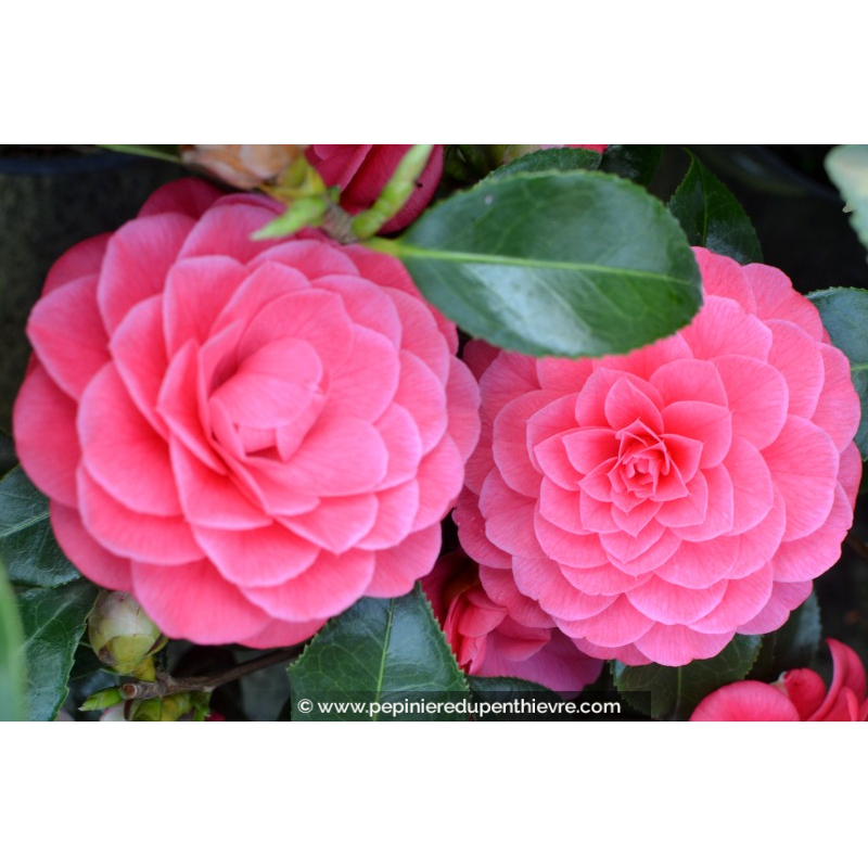 CAMELLIA japonica 'Spring Formal' (rose)