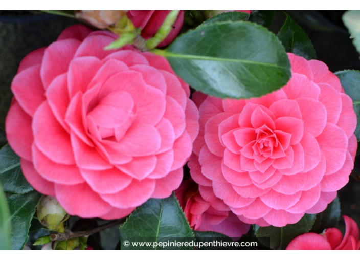 CAMELLIA japonica 'Spring Formal' (rose)