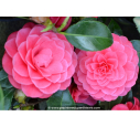 CAMELLIA japonica 'Spring Formal' (rose)