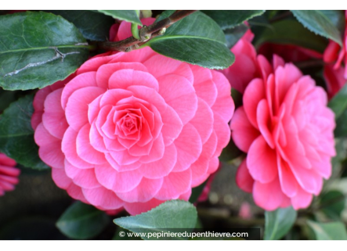 CAMELLIA japonica 'Spring Formal' (rose)