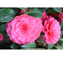 CAMELLIA japonica 'Spring Formal' (rose)