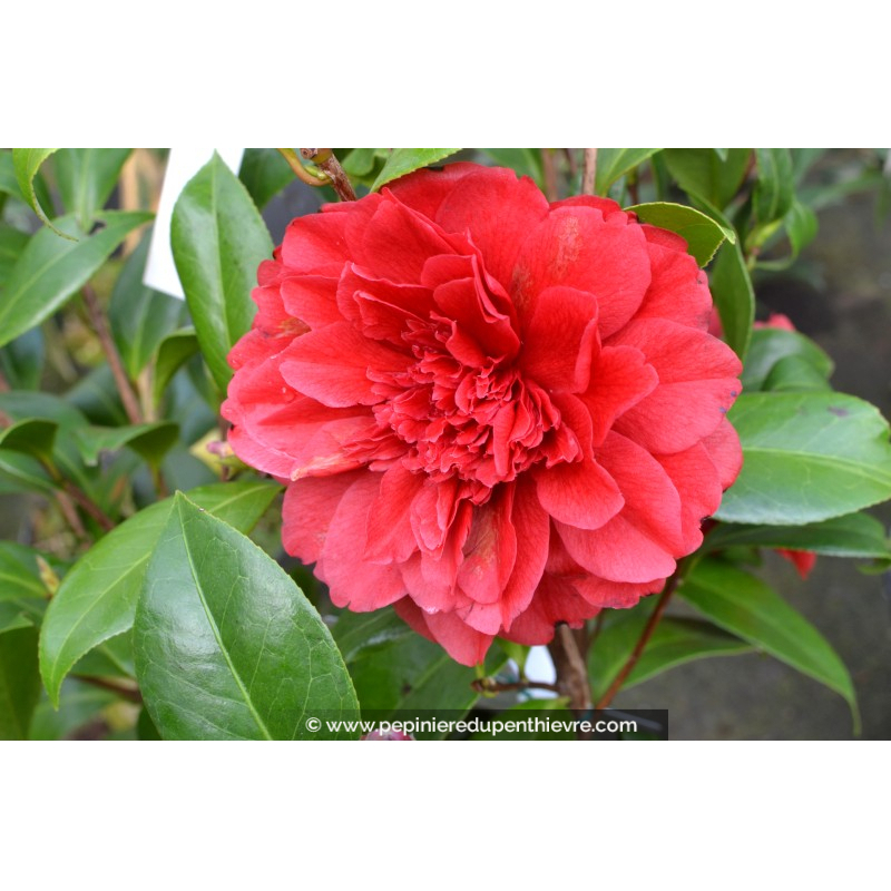 CAMELLIA japonica 'Manuroa Road' (rouge)