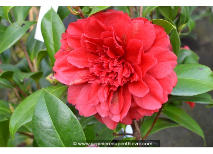 CAMELLIA japonica 'Manuroa Road' (rouge)