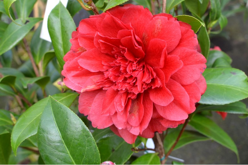 CAMELLIA japonica 'Manuroa Road' (rouge) Pépinière du Penthièvre