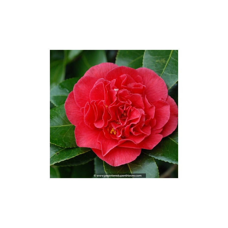 CAMELLIA japonica 'Kramer's Supreme' (rouge)