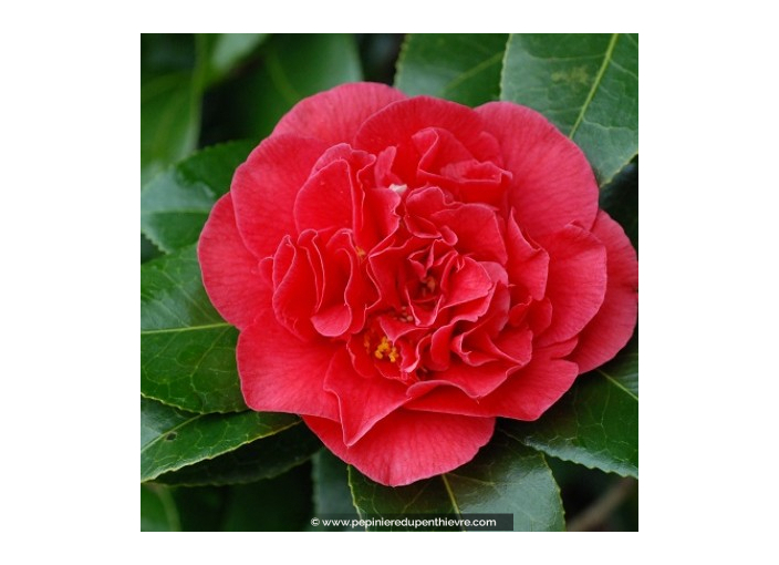 CAMELLIA japonica 'Kramer's Supreme' (rouge)