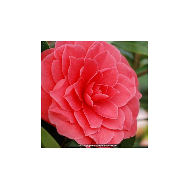 CAMELLIA japonica 'L.T. Dees' (rose)