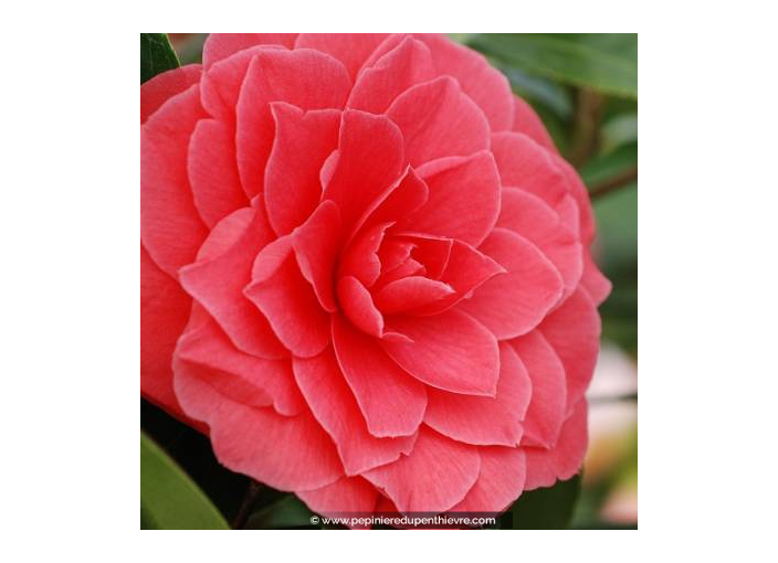 CAMELLIA japonica 'L.T. Dees' (rose)