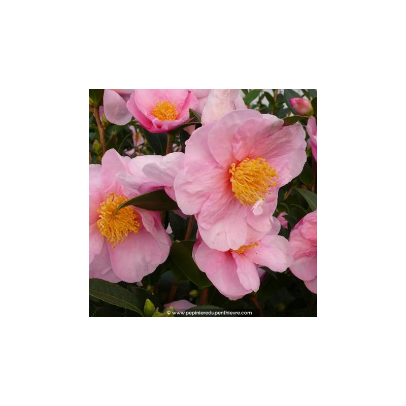 CAMELLIA sasanqua 'Pink Goddess' (rose)