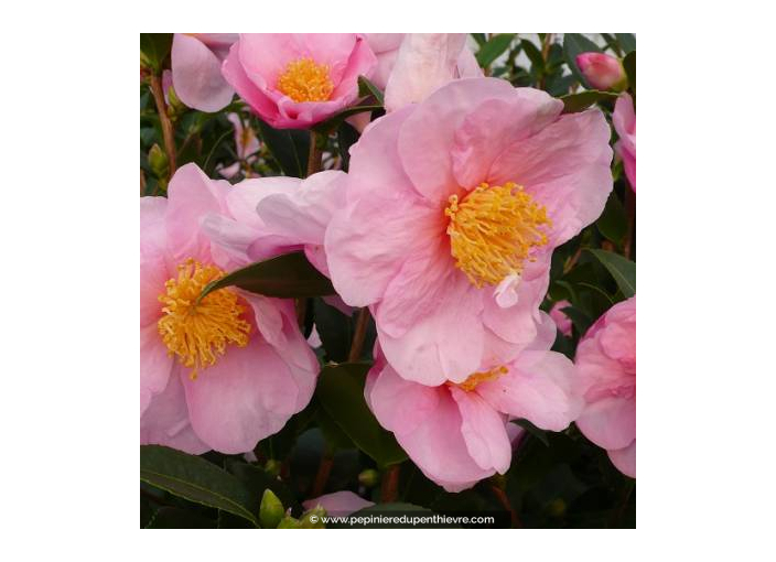 CAMELLIA sasanqua 'Pink Goddess' (rose)
