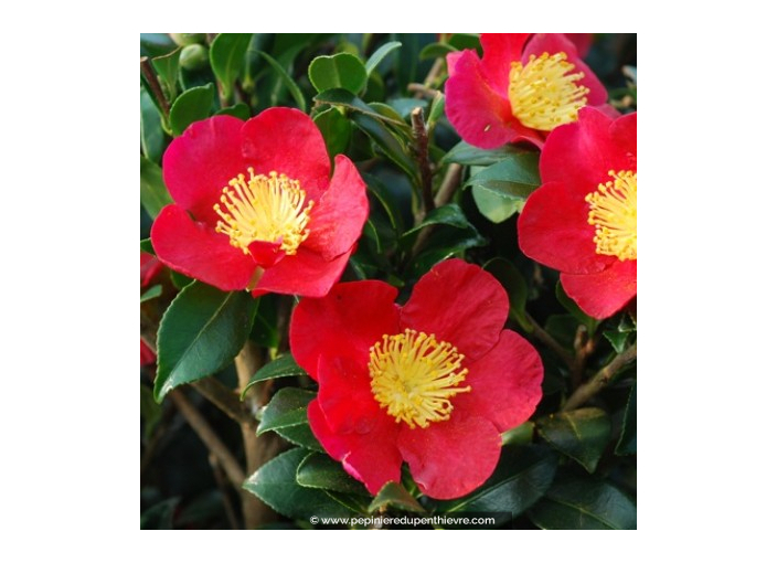 CAMELLIA sasanqua 'Yuletide' (rouge)