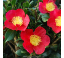 CAMELLIA sasanqua 'Yuletide' (rouge)
