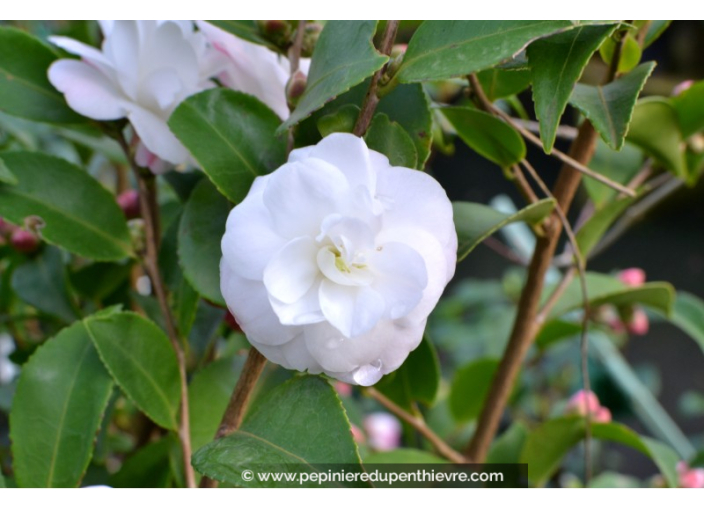 CAMELLIA champêtre 'Cinnamon Cindy' (blanc)