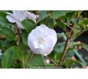 CAMELLIA champêtre 'Cinnamon Cindy' (blanc)