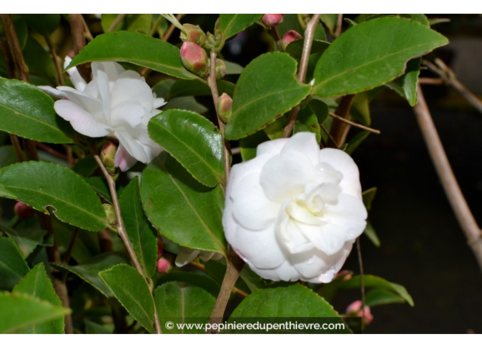 CAMELLIA champêtre 'Cinnamon Cindy' (blanc)