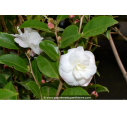 CAMELLIA champêtre 'Cinnamon Cindy' (blanc)