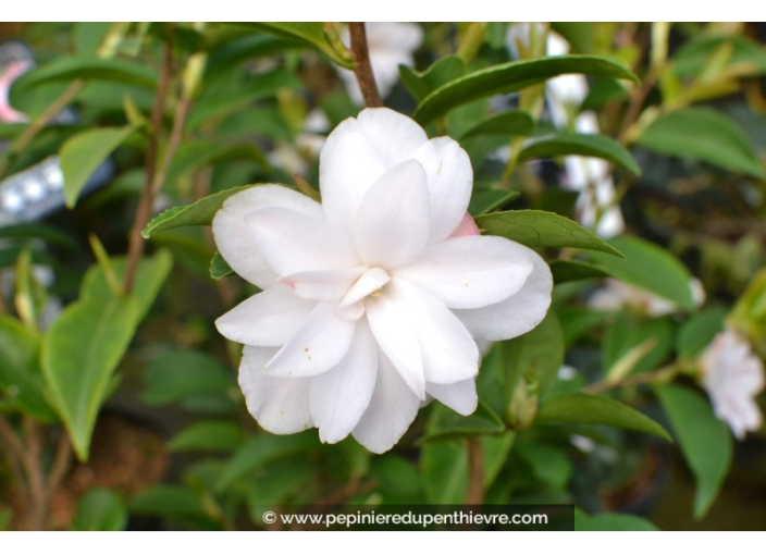 CAMELLIA champêtre 'Cinnamon Cindy' (blanc)