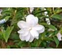 CAMELLIA champêtre 'Cinnamon Cindy' (blanc)