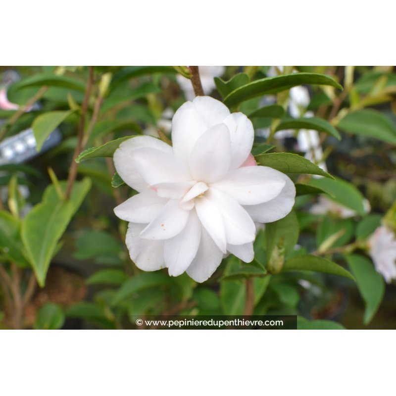 CAMELLIA champêtre 'Cinnamon Cindy' (blanc)