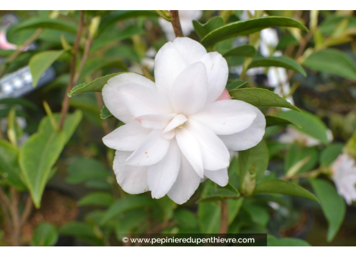 CAMELLIA champêtre 'Cinnamon Cindy' (blanc)