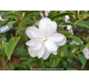 CAMELLIA champêtre 'Cinnamon Cindy' (blanc)