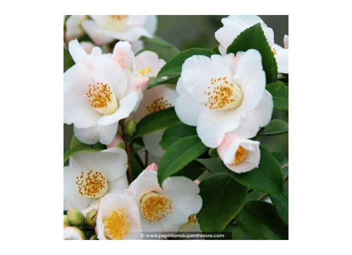 CAMELLIA champêtre 'Cinnamon Scentsation' (blanc)