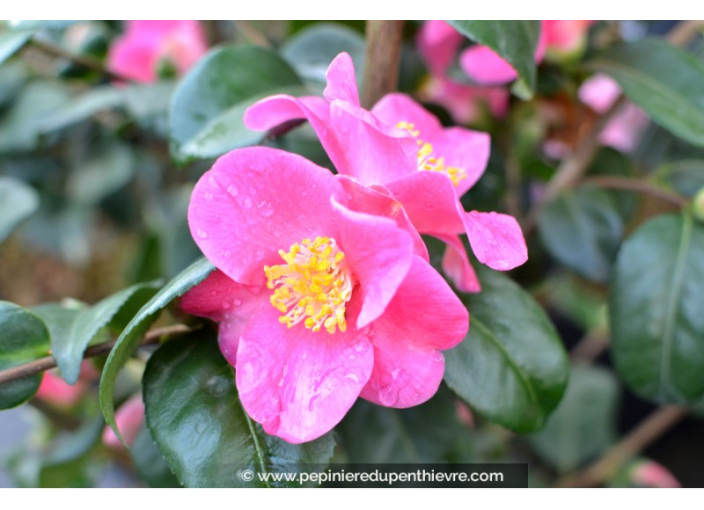 CAMELLIA champêtre 'Koto No Kaori' (rose)