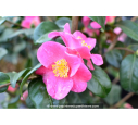 CAMELLIA champêtre 'Koto No Kaori' (rose)