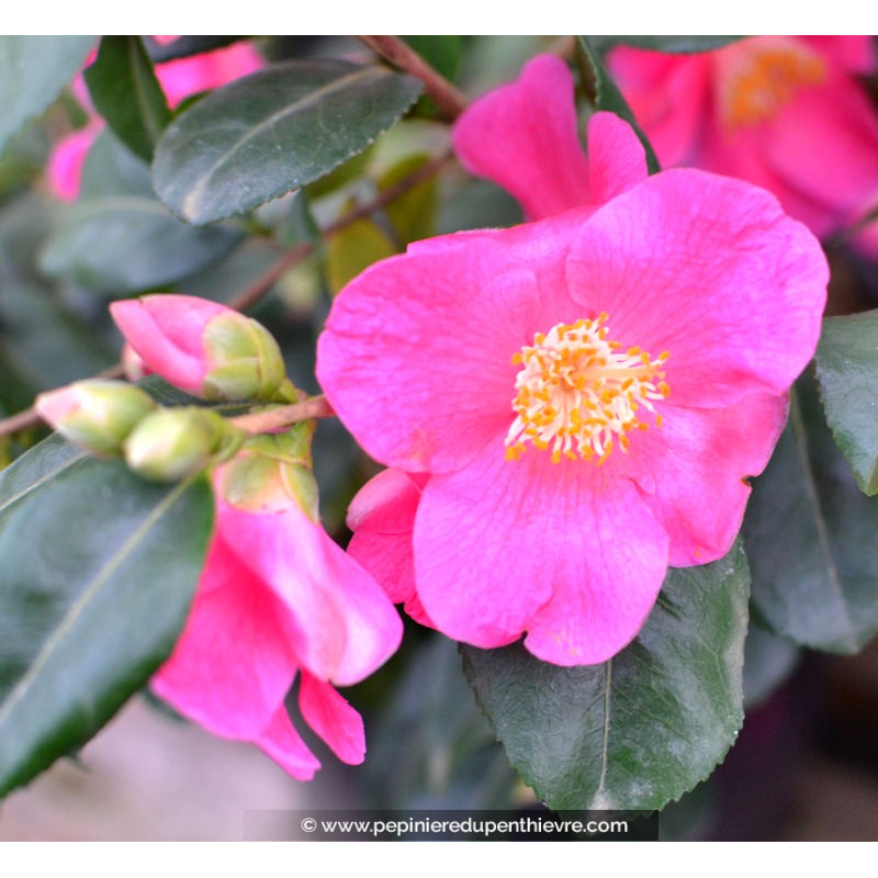 CAMELLIA champêtre 'Koto No Kaori' (rose)