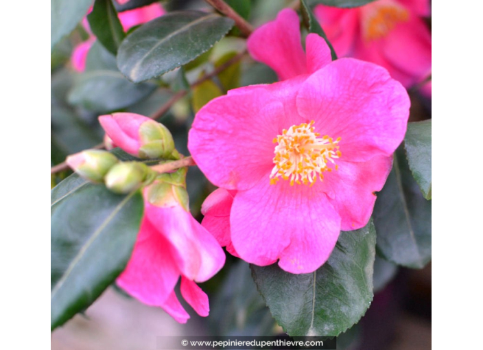 CAMELLIA champêtre 'Koto No Kaori' (rose)