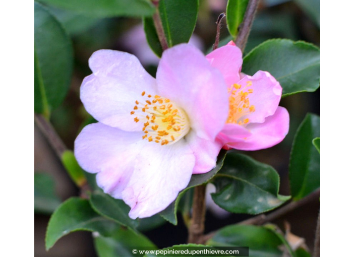 CAMELLIA champêtre 'Fairy Blush (blanc rose)