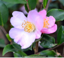 CAMELLIA champêtre 'Fairy Blush (blanc rose)