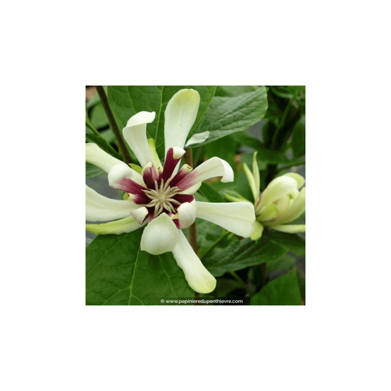 CALYCANTHUS 'Venus' - Printemps