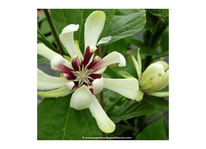 CALYCANTHUS 'Venus' - Printemps