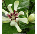 CALYCANTHUS 'Venus' - Printemps