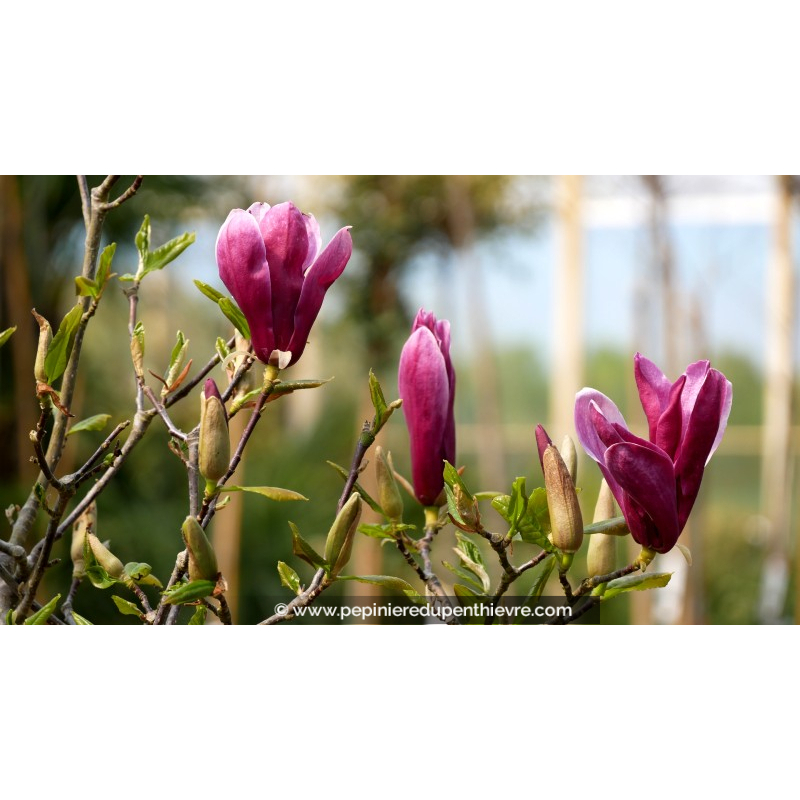 MAGNOLIA liliflora 'Nigra'