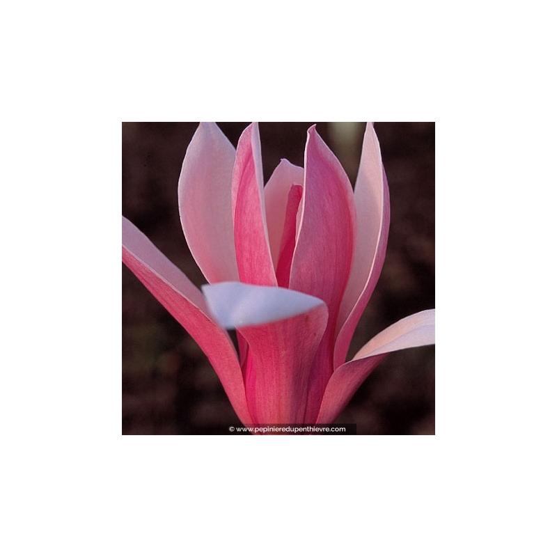 MAGNOLIA 'Royal Crown'