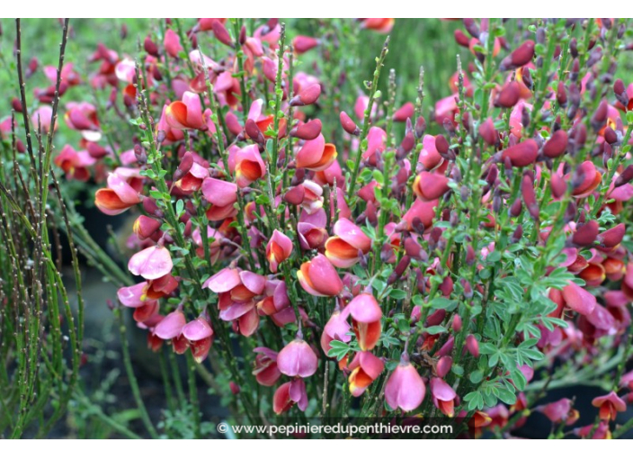 CYTISUS scoparius 'Burkwoodii'